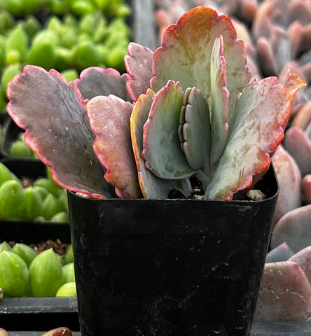 Variegated Flapjack