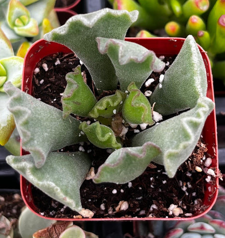 Crinkle Leaf Succulent