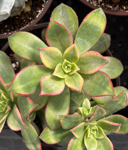 Aeonium Kiwi