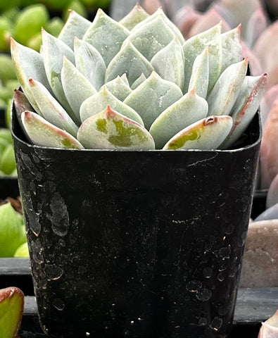 Echeveria White Rose