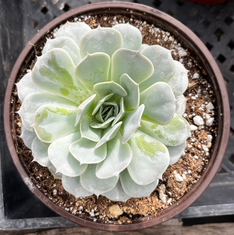 Echeveria Derenbergii (Painted Lady)