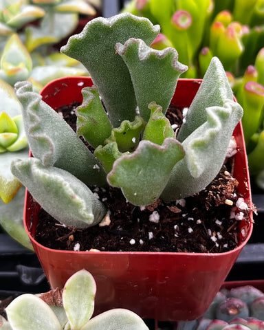 Crinkle Leaf Succulent