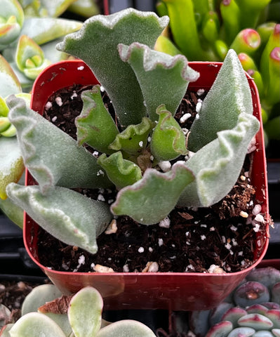 Crinkle Leaf Succulent