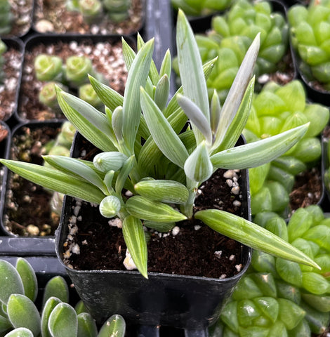 Senecio Radicans