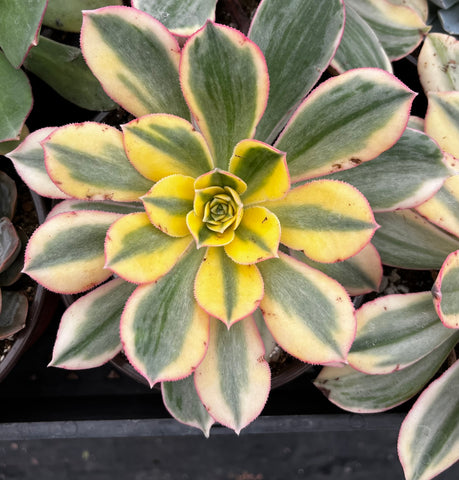 Aeonium Sunburst