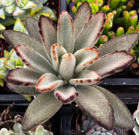 Chocolate Soldier Kalanchoe Tomentosa