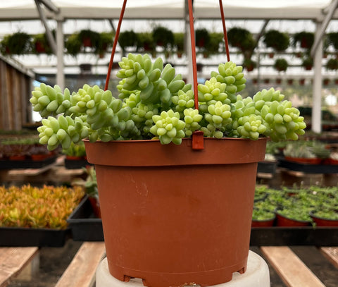 Sedum Donkey's Tail