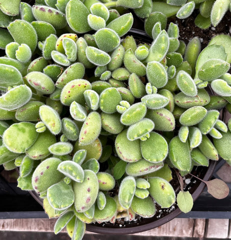 Cotyledon Bear's Paw