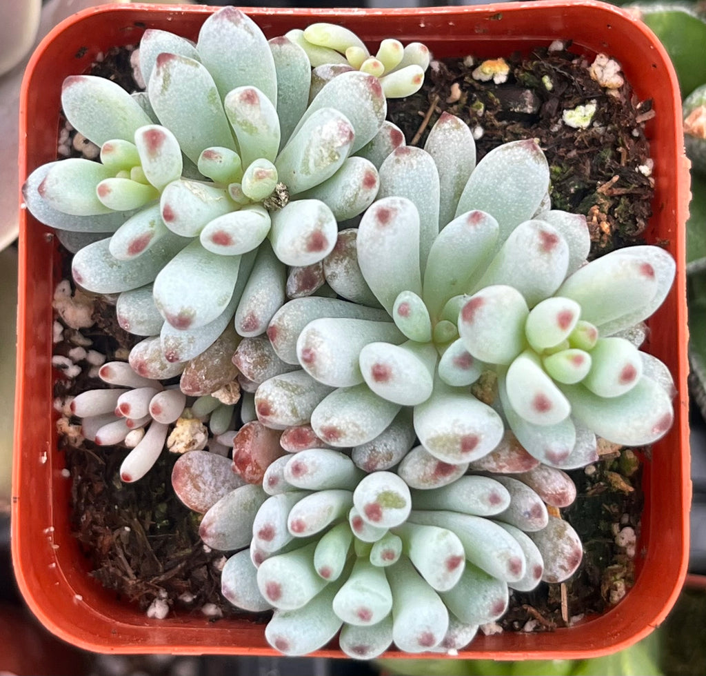 Graptopetalum Pachyphyllum