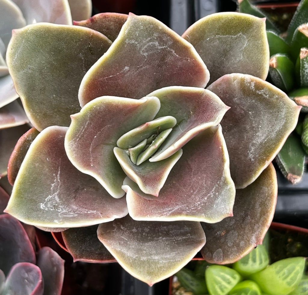 Echeveria Fireglow