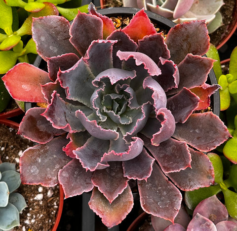 Echeveria Neon Breaker