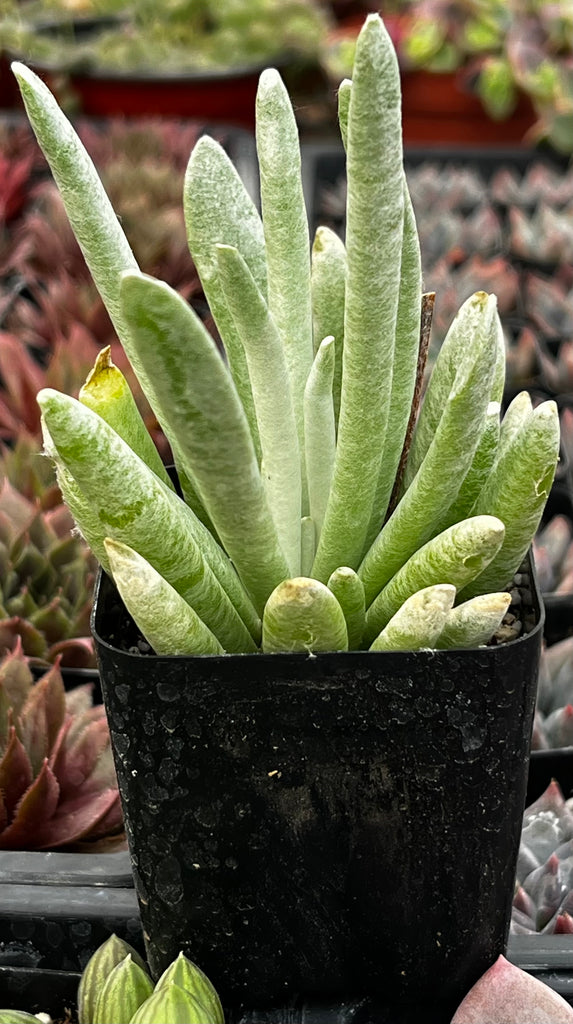 Senecio Woolly