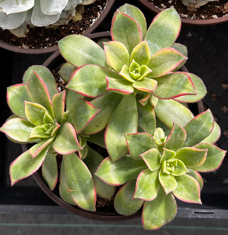 Aeonium Kiwi