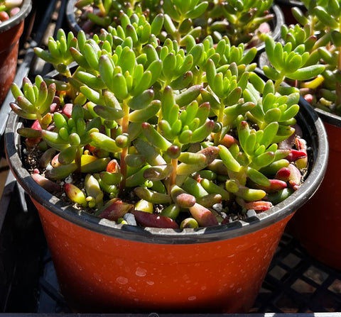 Sedum Jelly Bean