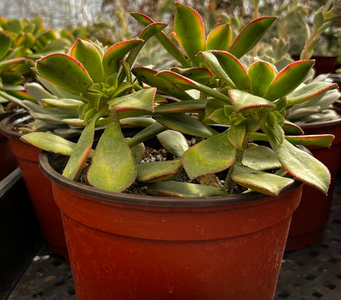 Aeonium Kiwi