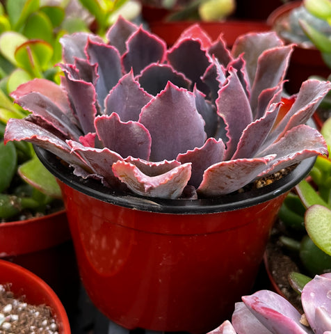 Echeveria Neon Breaker