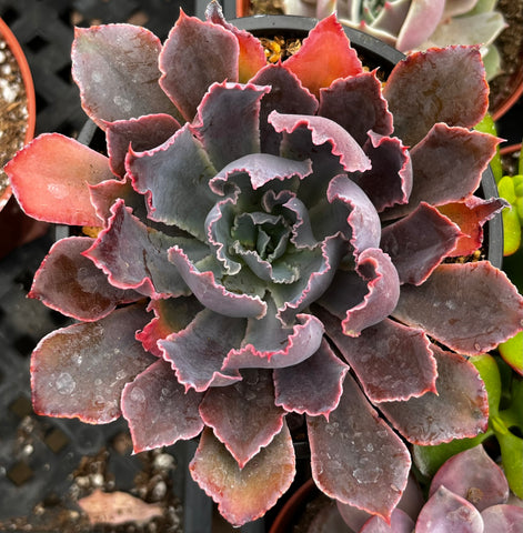 Echeveria Neon Breaker