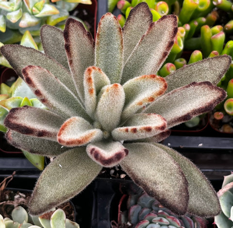 Chocolate Soldier Kalanchoe Tomentosa