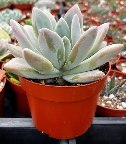 Graptoveria Opalina