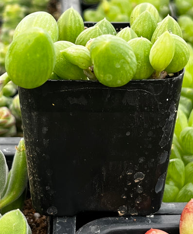 String of Watermelons