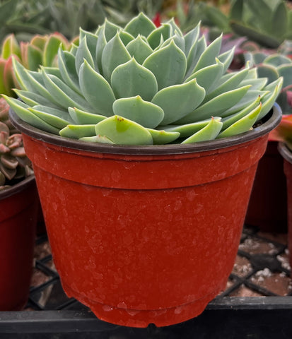 Echeveria Atoll 6 Inch