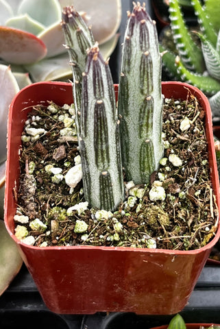 Senecio Stapeliiformis