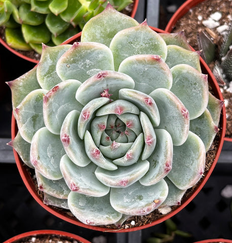 Echeveria Chihuahua