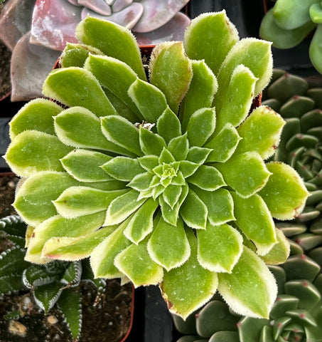 Aeonium Emerald Ice