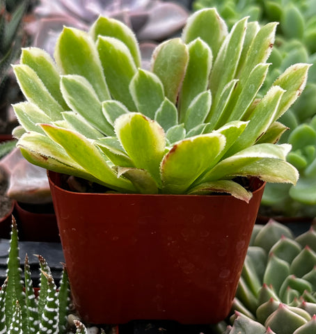 Aeonium Emerald Ice