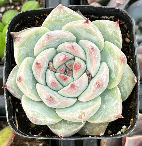 Echeveria Chihuahua