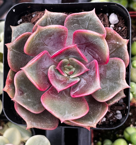 Echeveria Red Ball