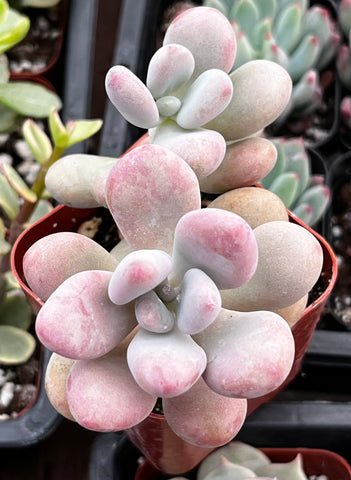 Moonstones Pachyphytum