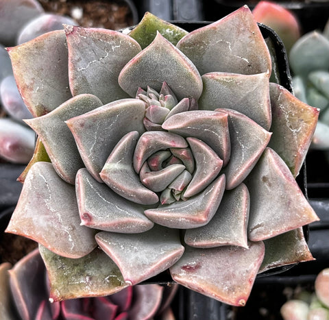 Graptopetalum Rusbyi