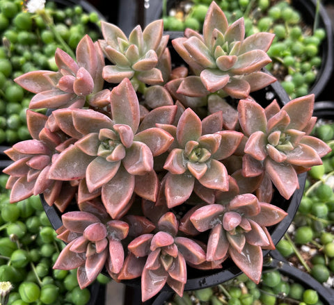 Graptosedum Alpenglow