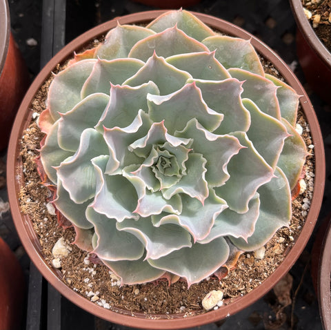 Echeveria Water Ripple 6 inch