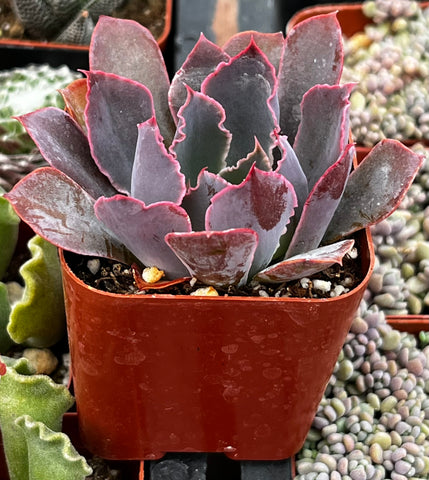 Echeveria Neon Breaker