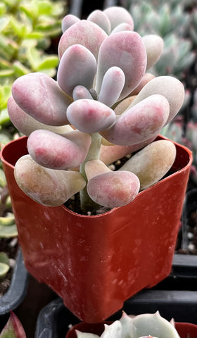 Moonstones Pachyphytum