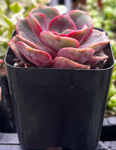 Echeveria Red Ball