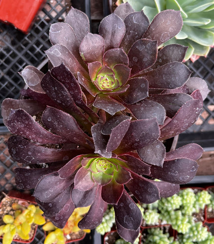 Aeonium Black Rose Zwartkop