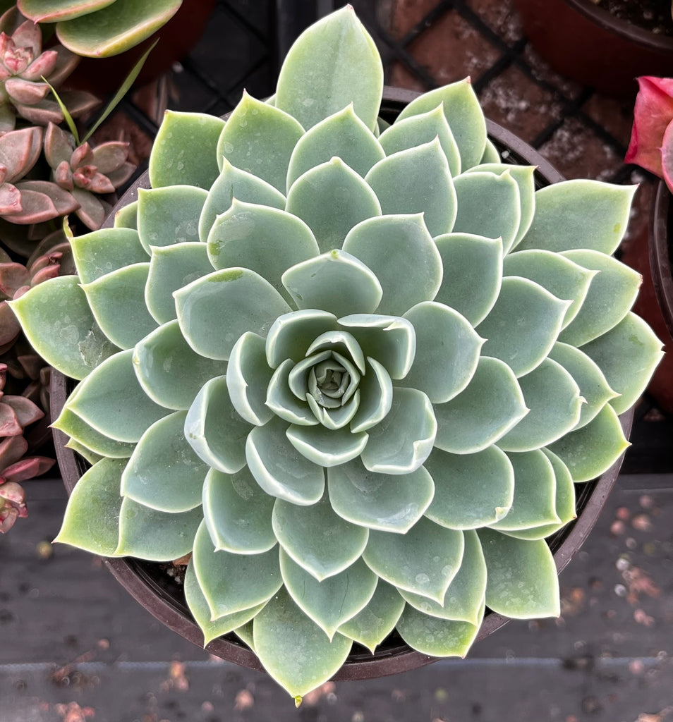 Echeveria Atoll 6 Inch