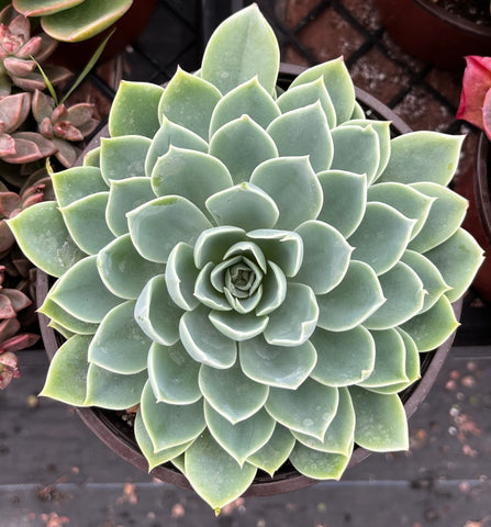 Echeveria Atoll 6 Inch