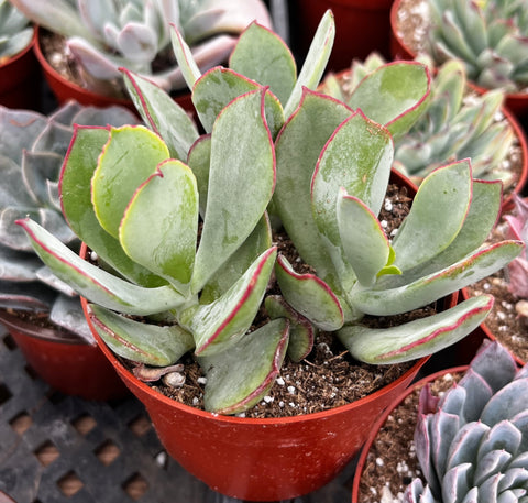 Cotyledon 'Mint Truffles'