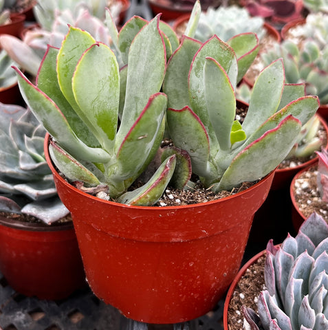 Cotyledon 'Mint Truffles'