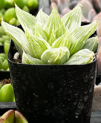 Haworthia Retusa 'White Ghost'