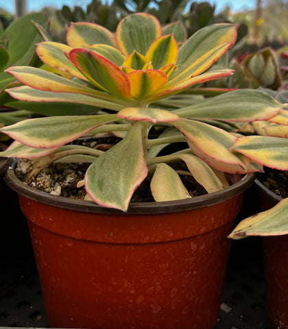 Aeonium Sunburst