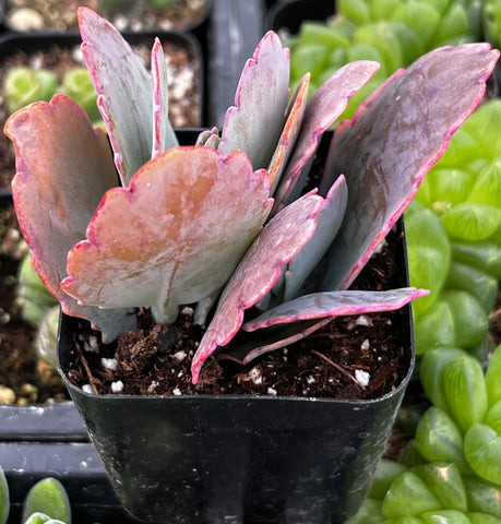 Variegated Flapjack