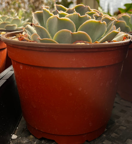 Echeveria Water Ripple 6 inch