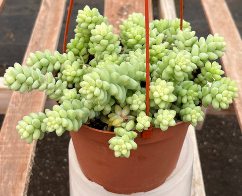 Sedum Donkey's Tail