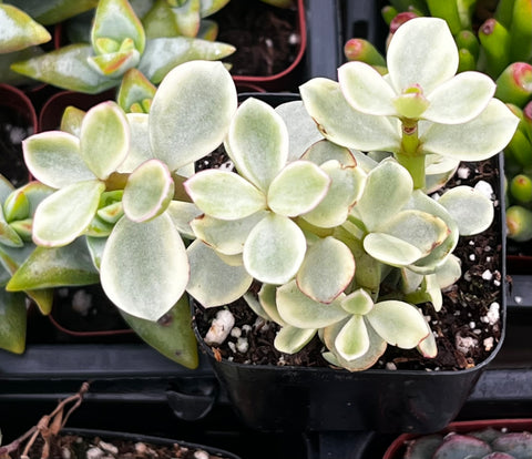 Portulacaria Afra Elephant Bush