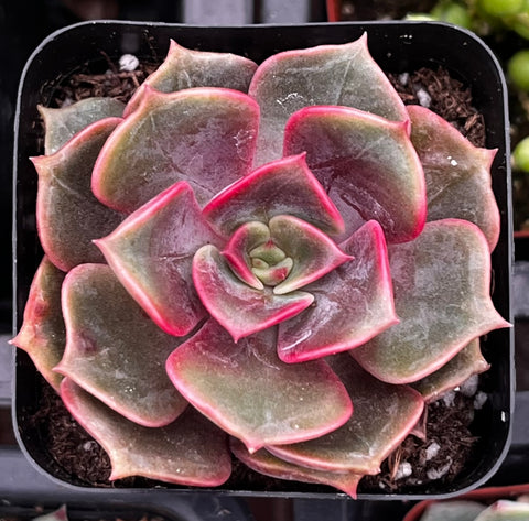 Echeveria Red Ball